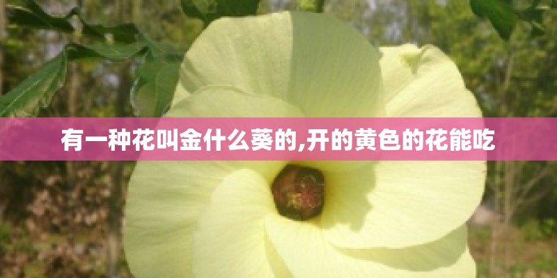 有一种花叫金什么葵的,开的黄色的花能吃