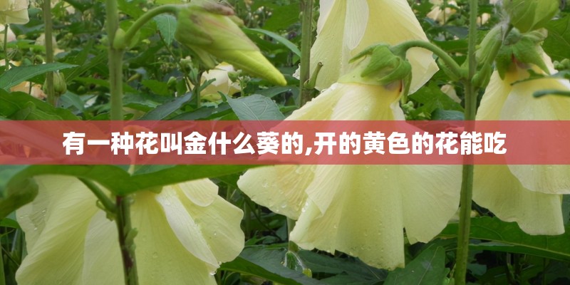 有一种花叫金什么葵的,开的黄色的花能吃