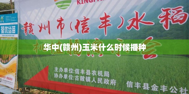 华中(赣州)玉米什么时候播种