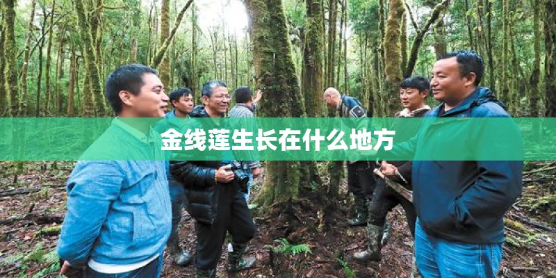 金线莲生长在什么地方
