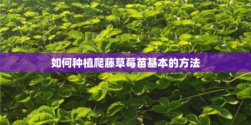 如何种植爬藤草莓苗基本的方法