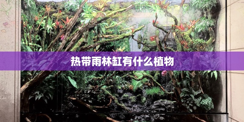 热带雨林缸有什么植物