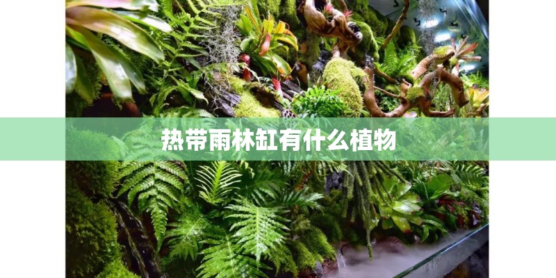 热带雨林缸有什么植物