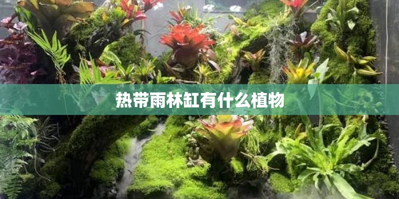 热带雨林缸有什么植物