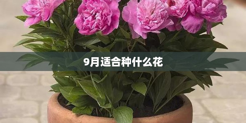 9月适合种什么花