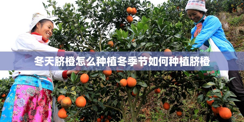 冬天脐橙怎么种植冬季节如何种植脐橙