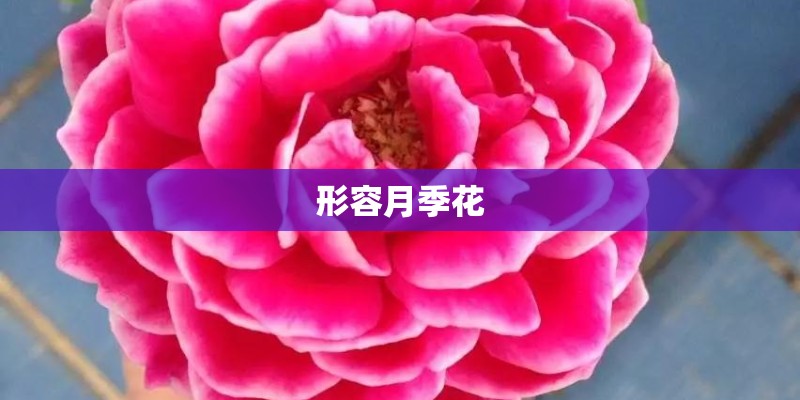 形容月季花
