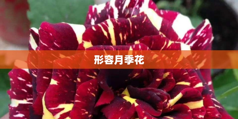形容月季花