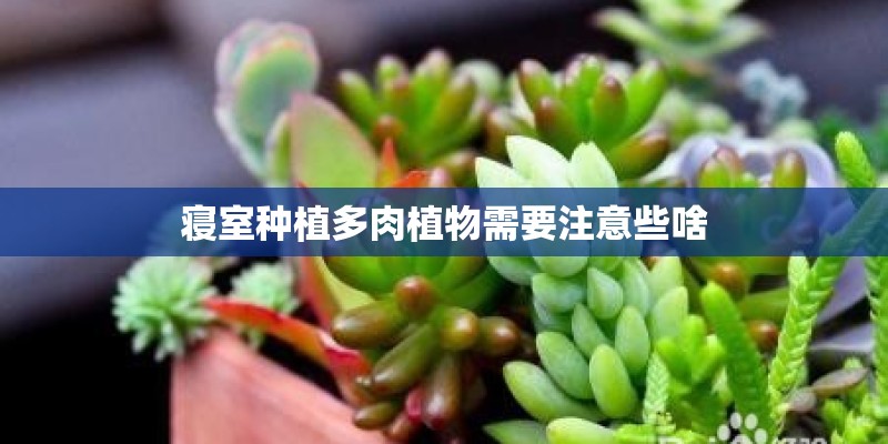 寝室种植多肉植物需要注意些啥