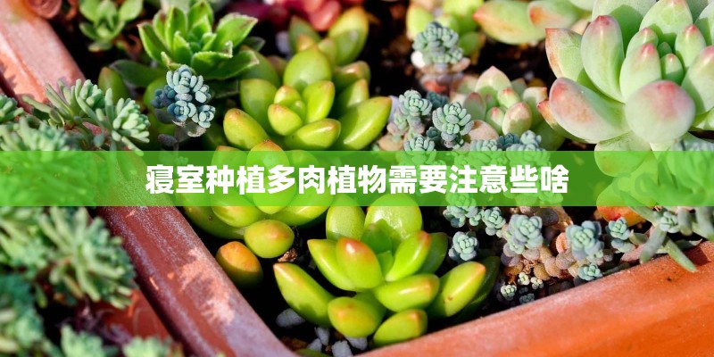 寝室种植多肉植物需要注意些啥