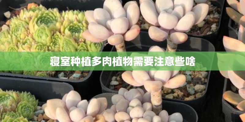 寝室种植多肉植物需要注意些啥
