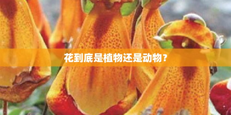 花到底是植物还是动物？