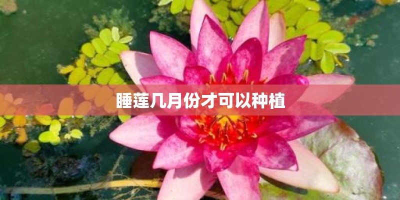 睡莲几月份才可以种植