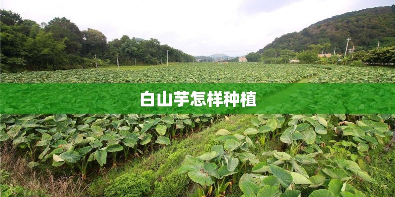 白山芋怎样种植
