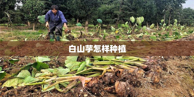 白山芋怎样种植