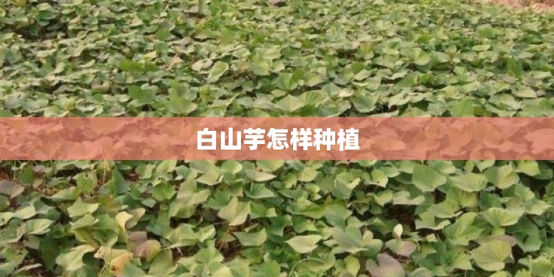 白山芋怎样种植
