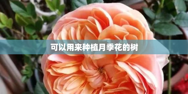 可以用来种植月季花的树