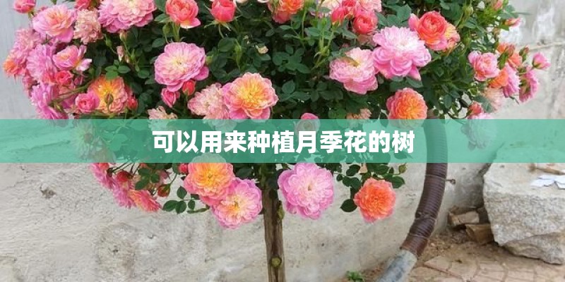 可以用来种植月季花的树