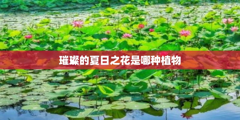璀璨的夏日之花是哪种植物