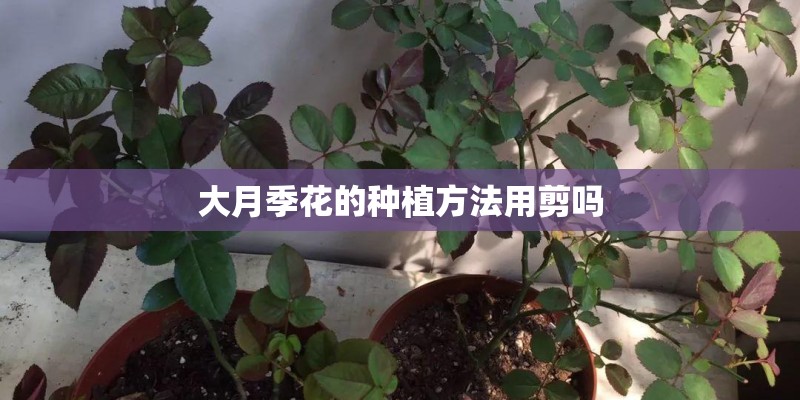 大月季花的种植方法用剪吗