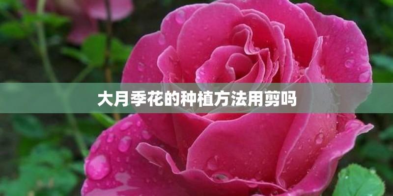 大月季花的种植方法用剪吗