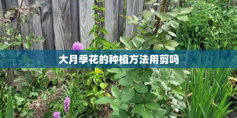 大月季花的种植方法用剪吗