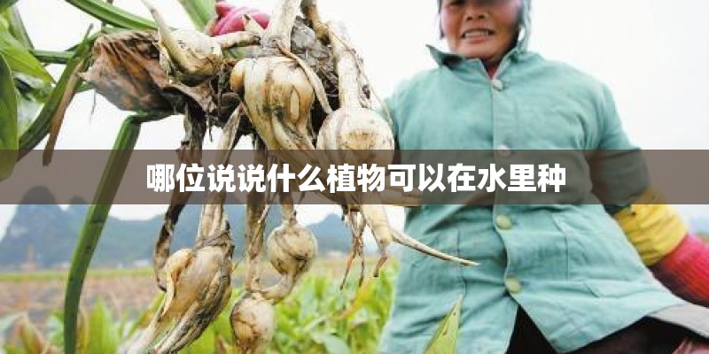哪位说说什么植物可以在水里种