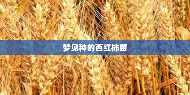 梦见种的西红柿苗