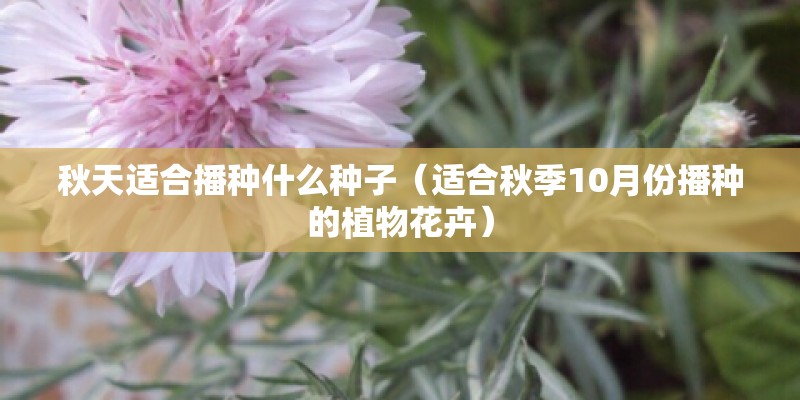 秋天适合播种什么种子（适合秋季10月份播种的植物花卉）