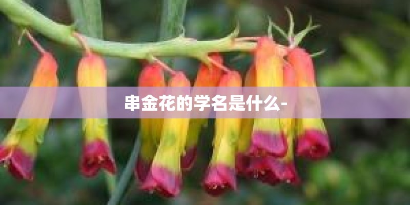 串金花的学名是什么-