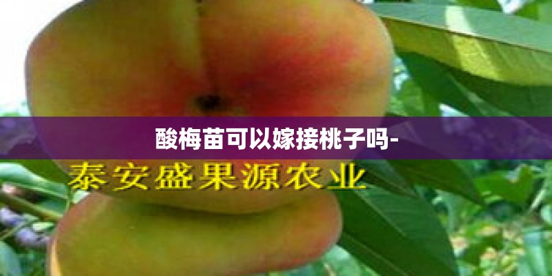 酸梅苗可以嫁接桃子吗-