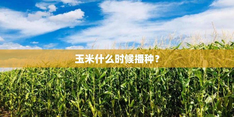 玉米什么时候播种？