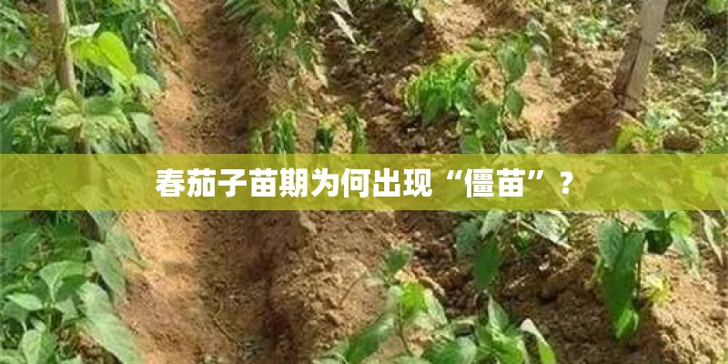 春茄子苗期为何出现“僵苗”？