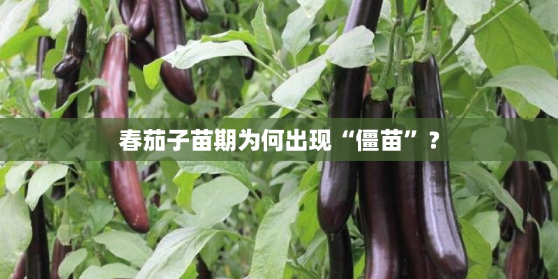 春茄子苗期为何出现“僵苗”？