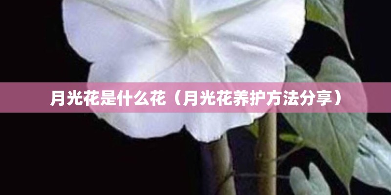月光花是什么花（月光花养护方法分享）