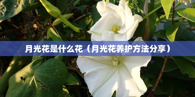 月光花是什么花（月光花养护方法分享）