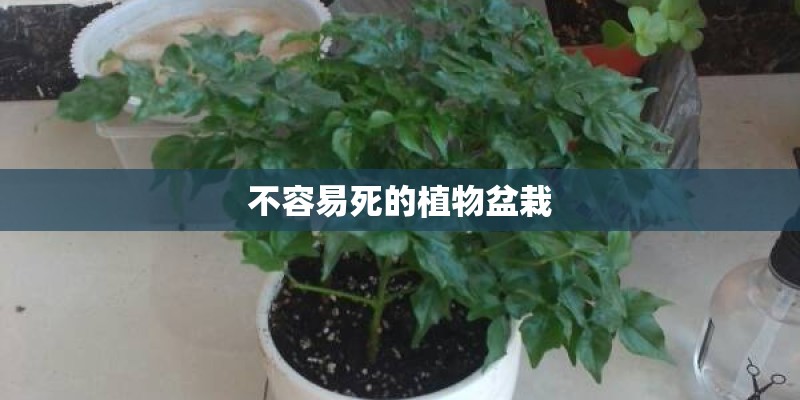 不容易死的植物盆栽