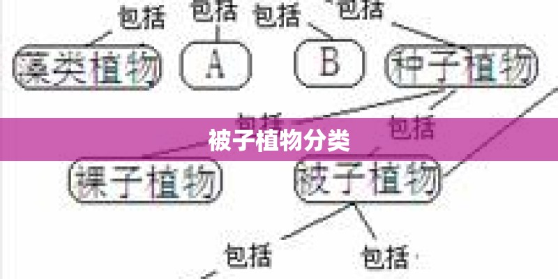 被子植物分类