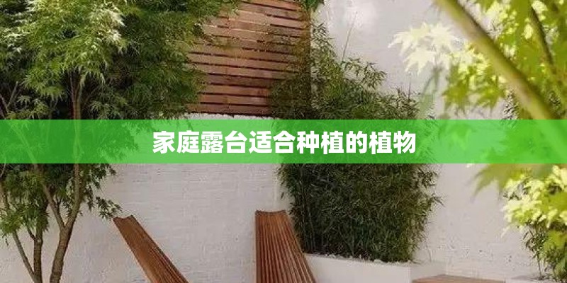 家庭露台适合种植的植物