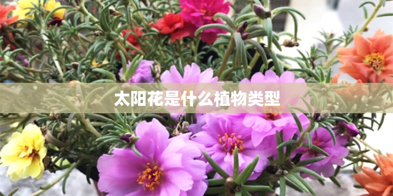 太阳花是什么植物类型