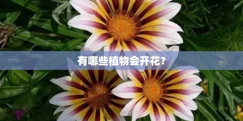 有哪些植物会开花？