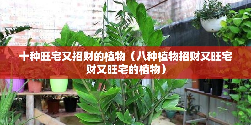 十种旺宅又招财的植物（八种植物招财又旺宅财又旺宅的植物）