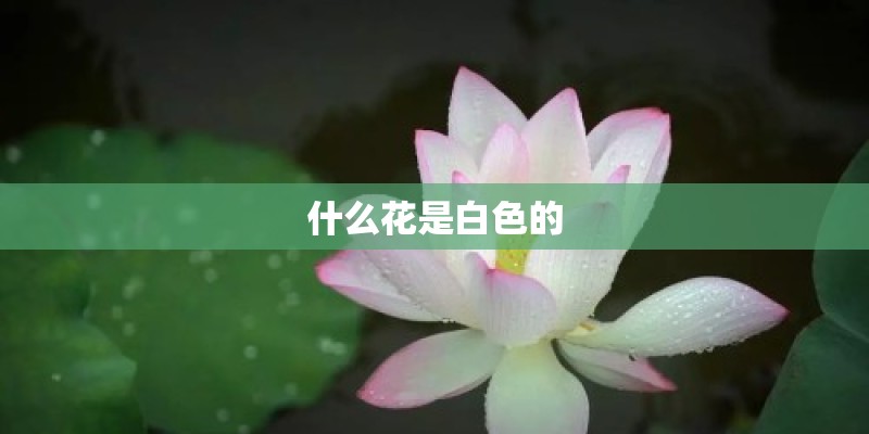 什么花是白色的