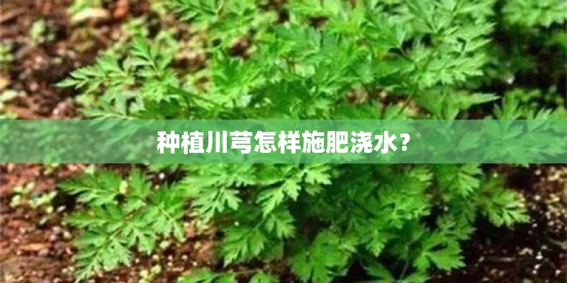 种植川芎怎样施肥浇水？