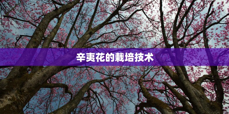 辛夷花的栽培技术