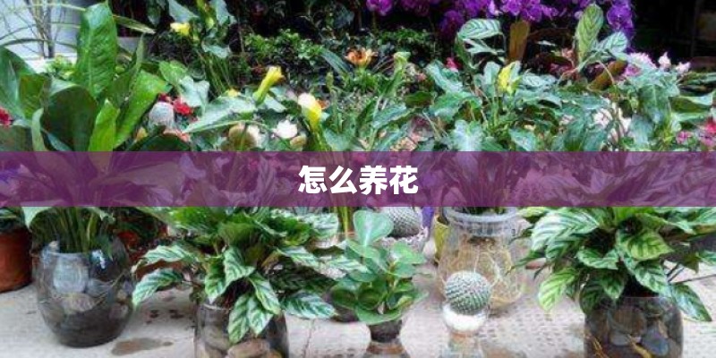 怎么养花