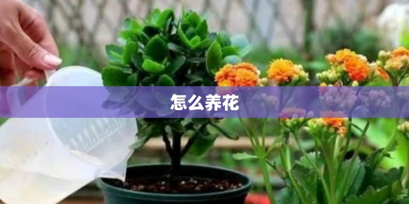 怎么养花