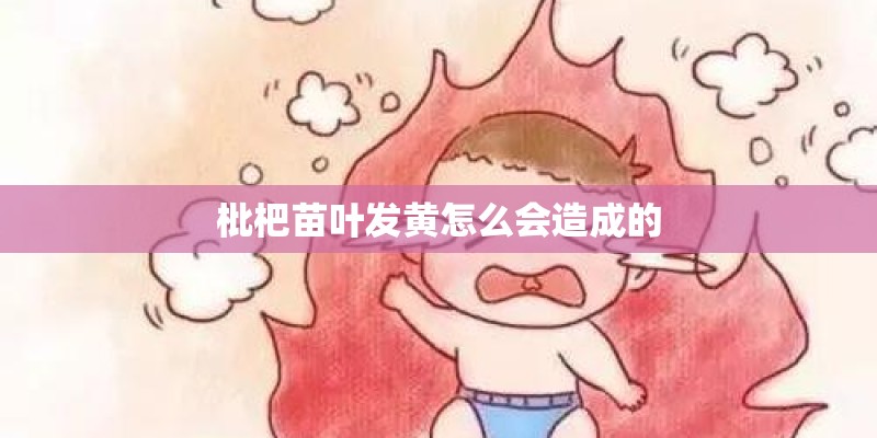枇杷苗叶发黄怎么会造成的