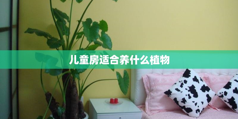 儿童房适合养什么植物