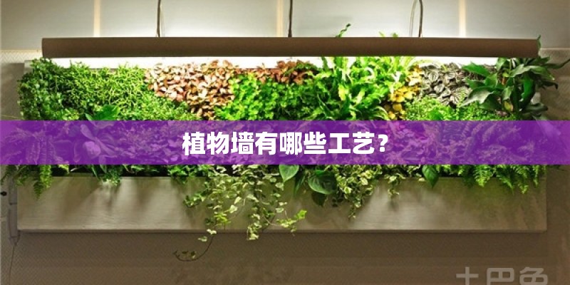 植物墙有哪些工艺？